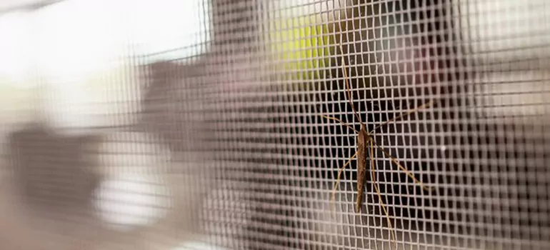 Repair Mosquito Mesh For Windows in Moncton, New Brunswick